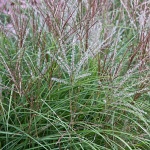 Miscanthus sinensis Kleine Silberspinne