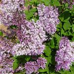 Syringa patula Miss Kim