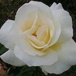 Rosa hybr. (CH)  Mount Shasta