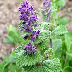 Nepeta faasenii Walker´s Low