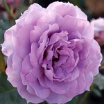 Rosa hybr. (F)  Novalis