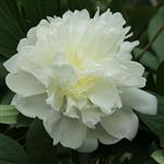 Paeonia lactiflora Duchesse de Nemour