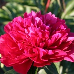 Paeonia lactiflora Red Magic