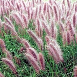 Pennisetum alopecuroides Red Head