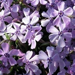 Phlox subulata Benita