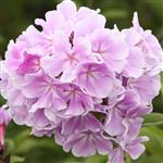 Phlox paniculata Franz Schubert