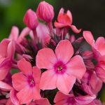 Phlox paniculata Windsor