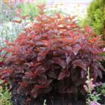 Physocarpus opulifolius Little Angel