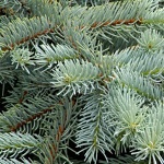 Picea pungens Glauca