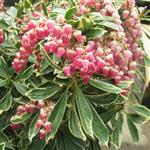 Pieris japonica Ralto