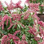 Pieris japonica Passion