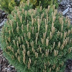 Pinus uncinata Hnízdo WB