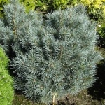 Pinus sylvestris Chantry Bleu