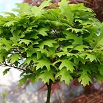 Quercus palustris Green Dwarf