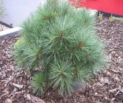 Pinus strobus Radiata