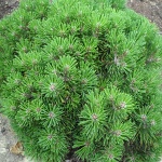 Pinus uncinata Radka WB