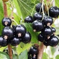 Ribes nigrum Otelo