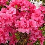 Rhododendron obtusum Rokoko