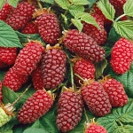 Rubus x Tayberry Buckingham