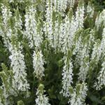 Salvia nemorosa Schneehügel