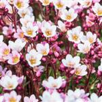 Saxifraga x arendsii Pixie Pan Appleblossom