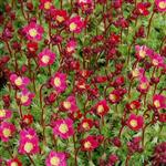 Saxifraga x arendsii Saxony Red