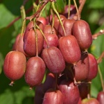 Actinidia arguta Scarlet September