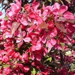 Malus x hybr. Scarlett