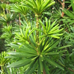 Sciadopitys verticillata