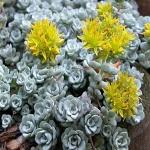 Sedum spathulifolium Cape Blanco