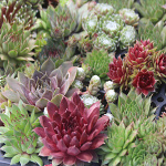 Sempervivum hybridum