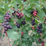 Amelanchier alnifolia Smoky