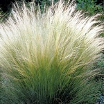 Stipa tenuissima Pony Tails
