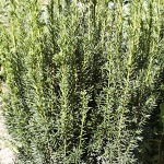 Taxus media Straight Hedge