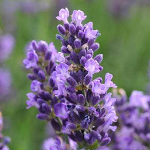 Lavandula angustifolia Super Blue
