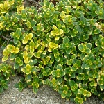 Thymus x citriodorus Doone Valley