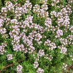 Thymus vulgaris Faustini