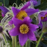 Pulsatila vulgaris Pinwheel Blue Violet Shades