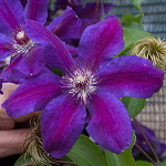 Clematis hybrida Wildfire