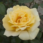 Rosa hybr. (CH)  Winter Sun