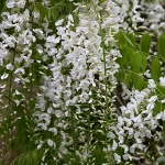 Wisteria sinensis Alba
