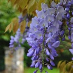 Wisteria floribunda Murasaki Noda